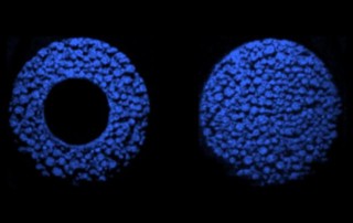 Hochschullogo auf zwei Elektroden durchs Mikroskop betrachtet. Foto: Roman Grimmig